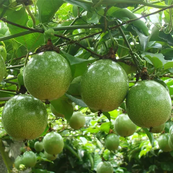 Passion-Fruit-yellow-Seedling-Live-Plant-1-1.webp