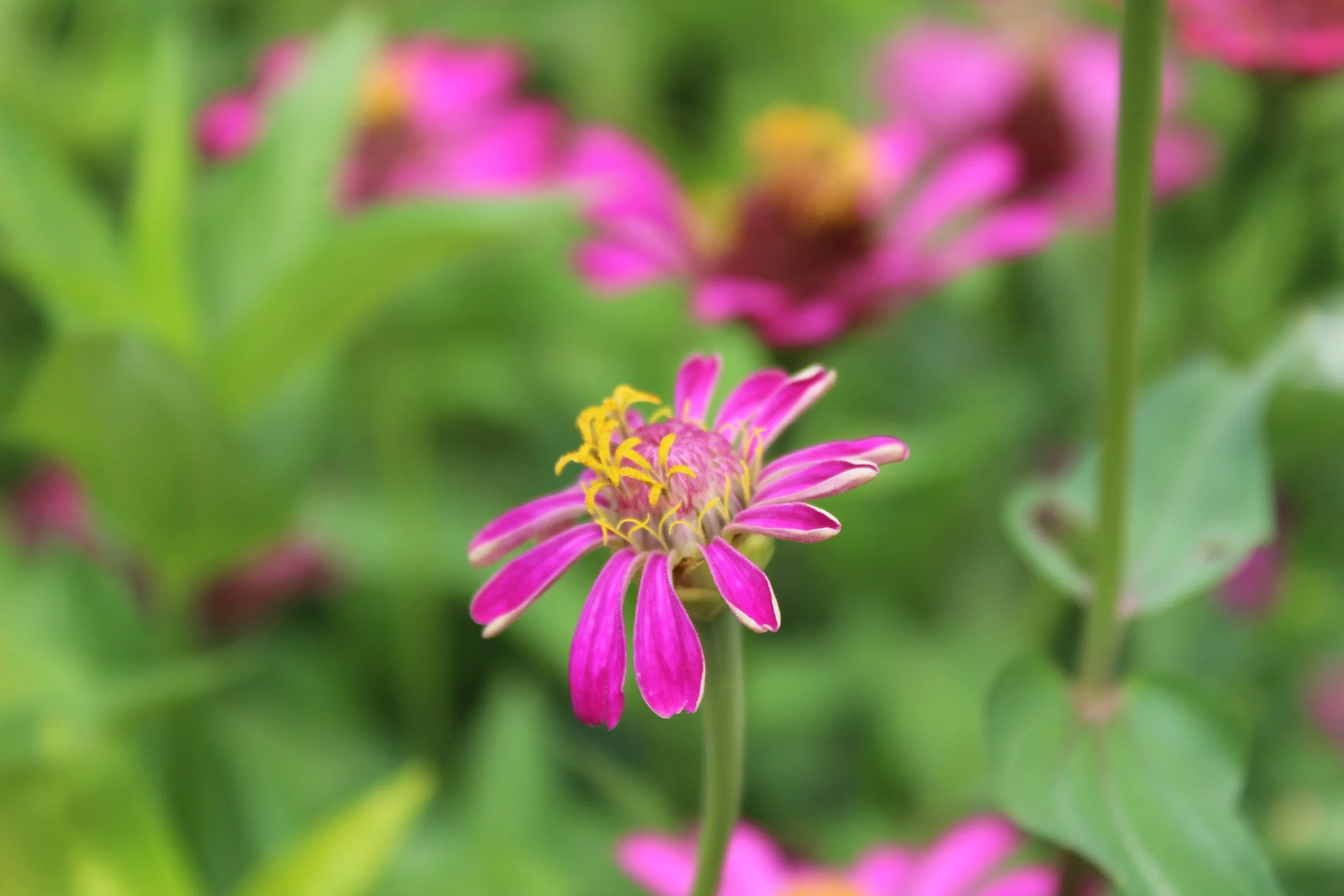 Zinnia (Thung Kwang Tong)
