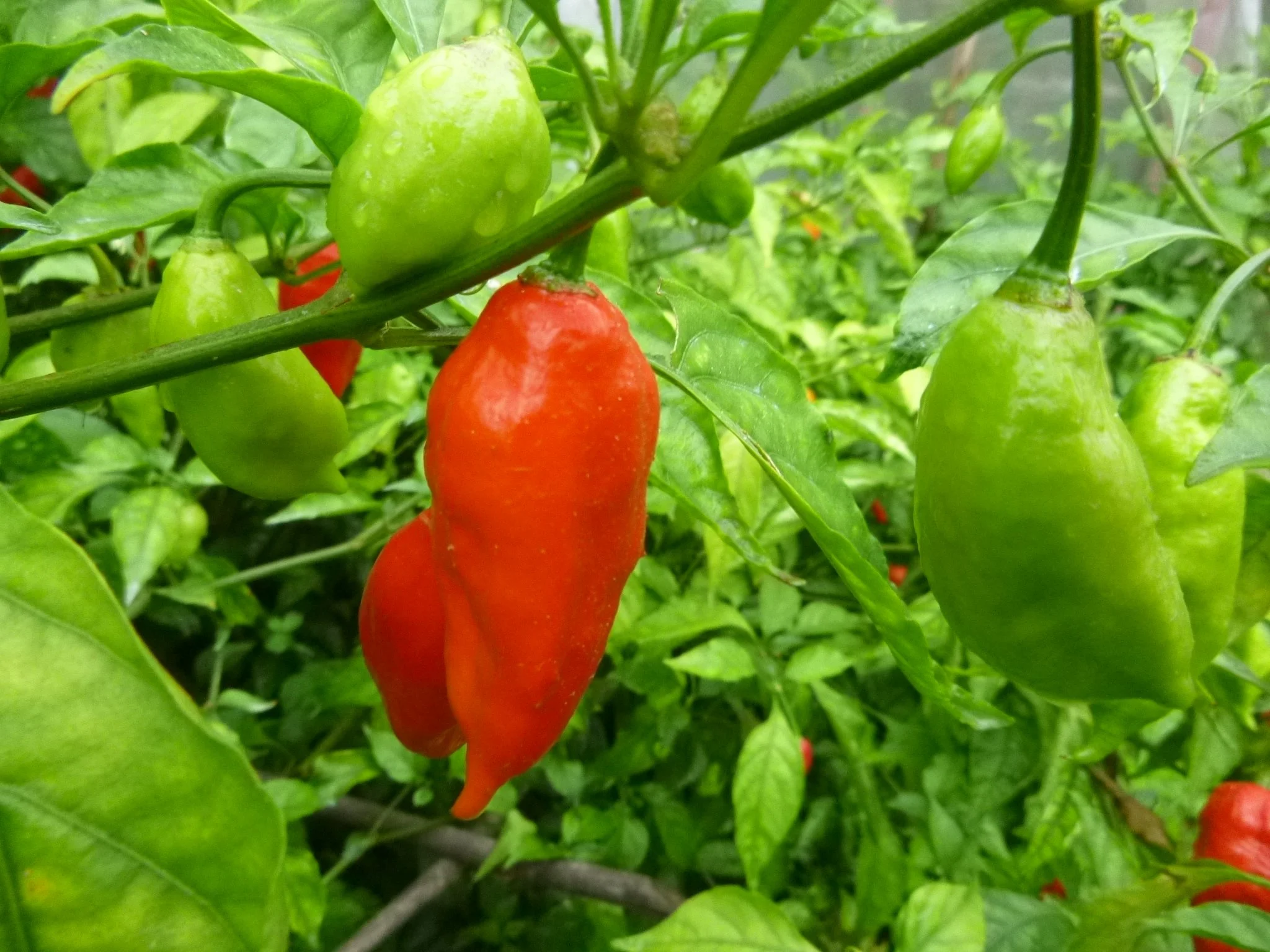 Ghost Pepper (Mae Ai)