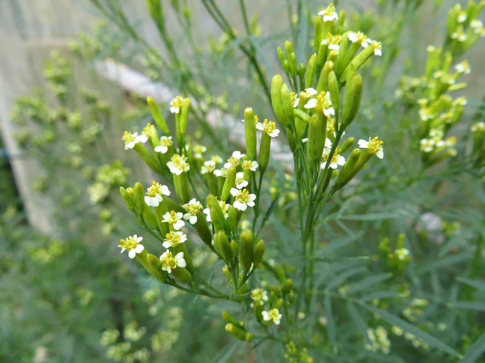 Nematicidal Marigold (Nematicidal Hierloom)