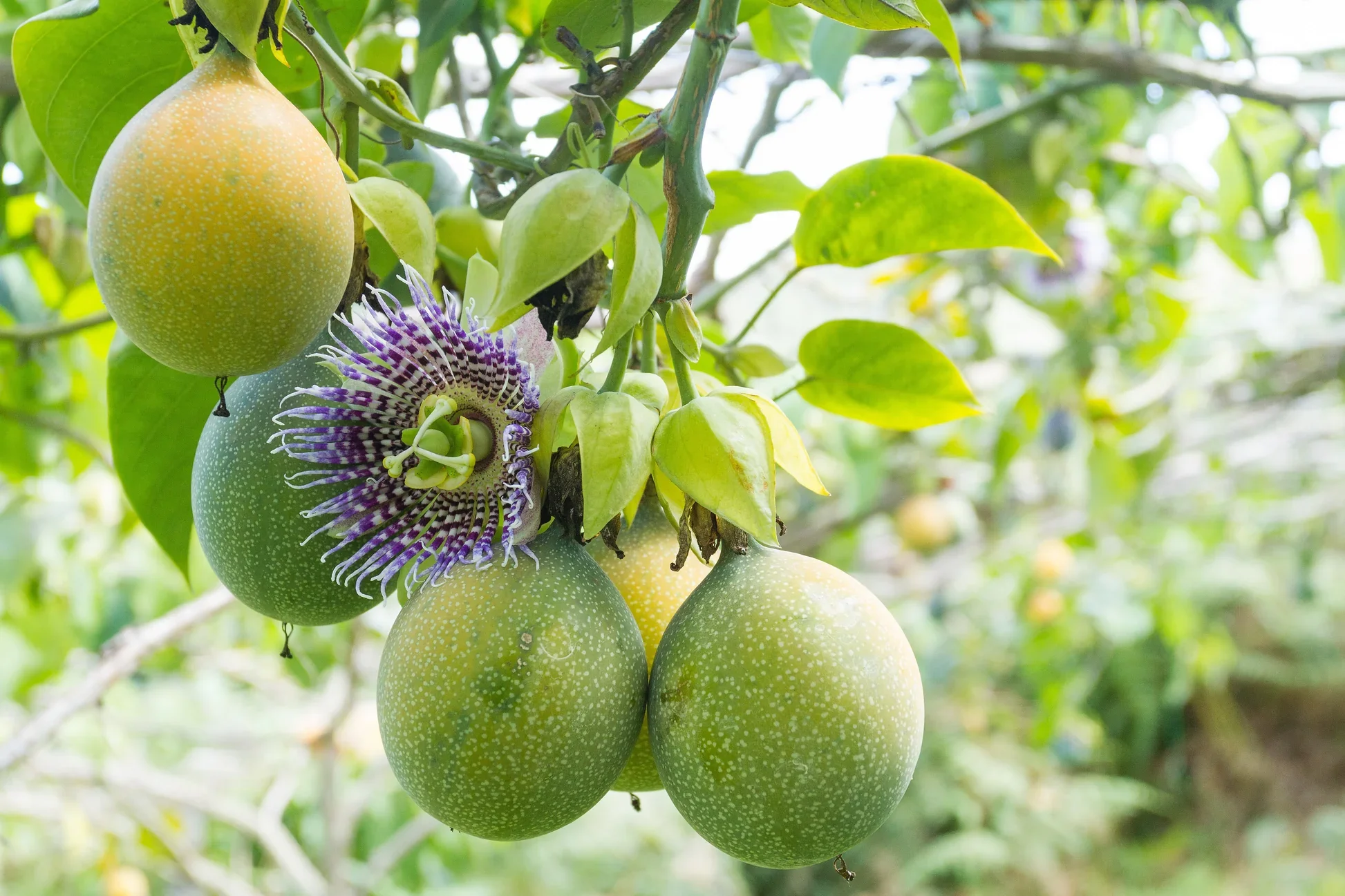 shutterstock_564819841.webp