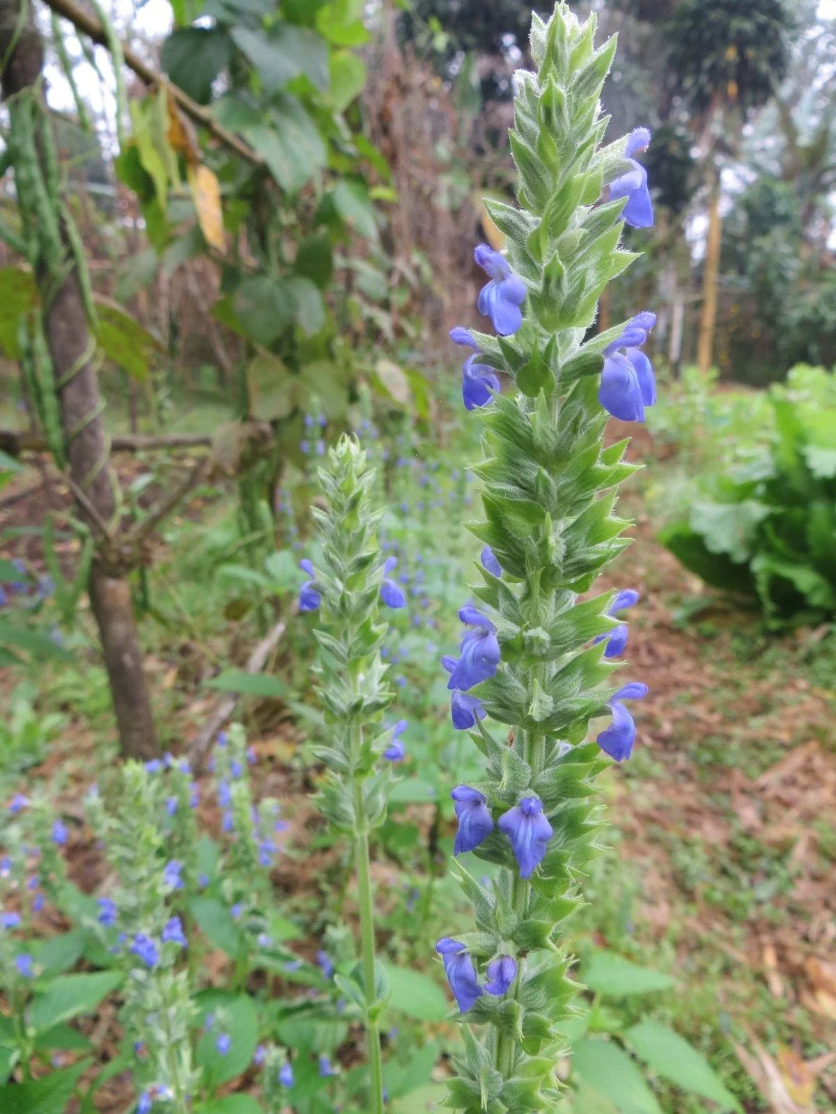 Chia (Chiang Mai)