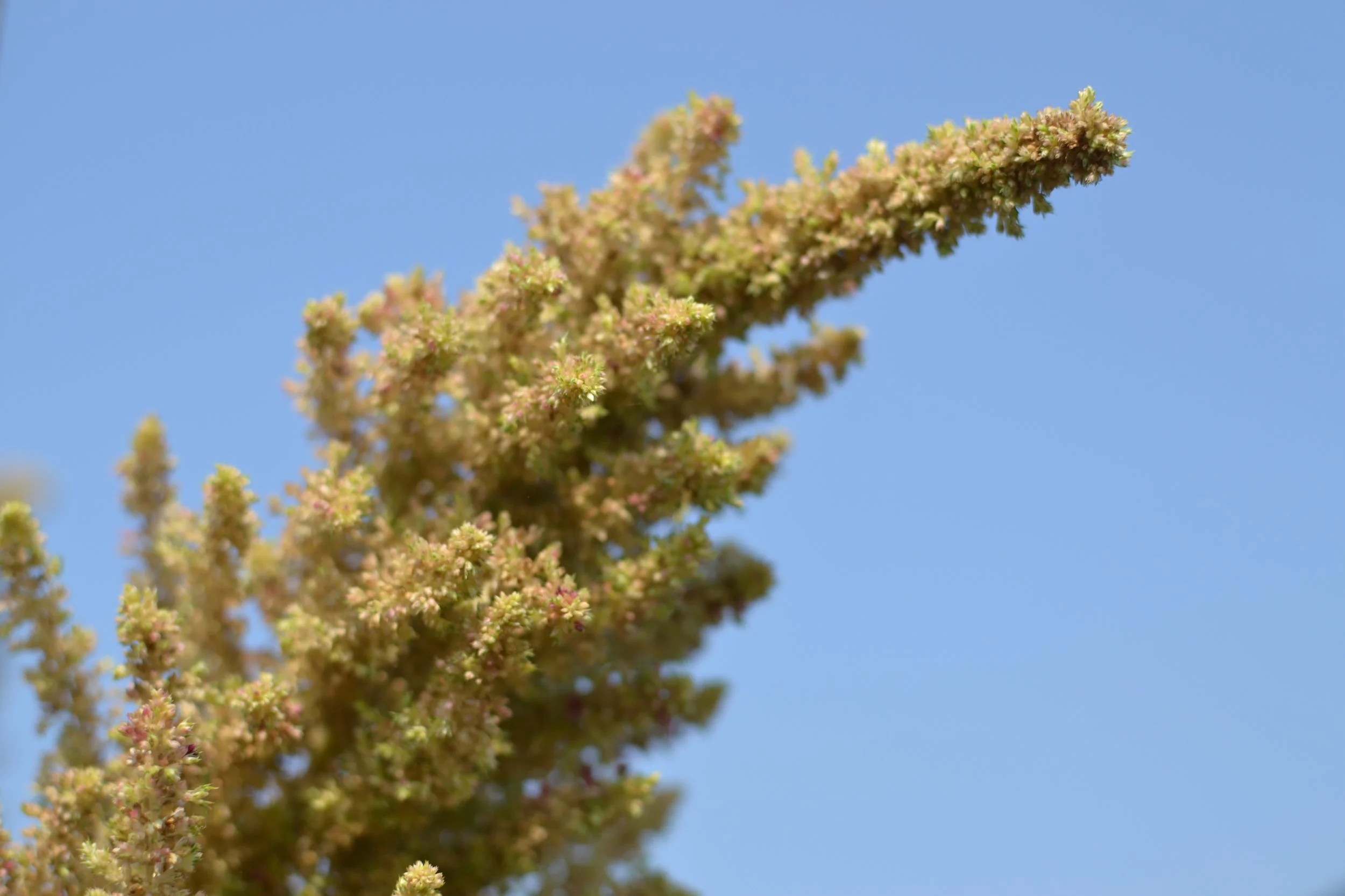 Grain Amaranth (PI 538255)