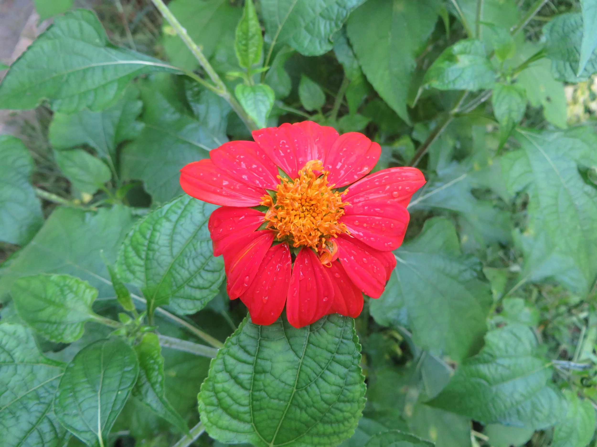 Mexican Sunflower (Local Thai)