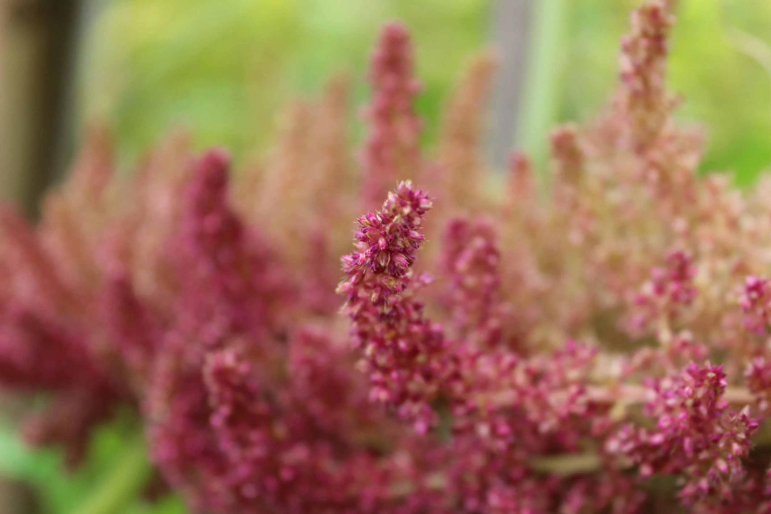 Grain Amaranth (Mexican)