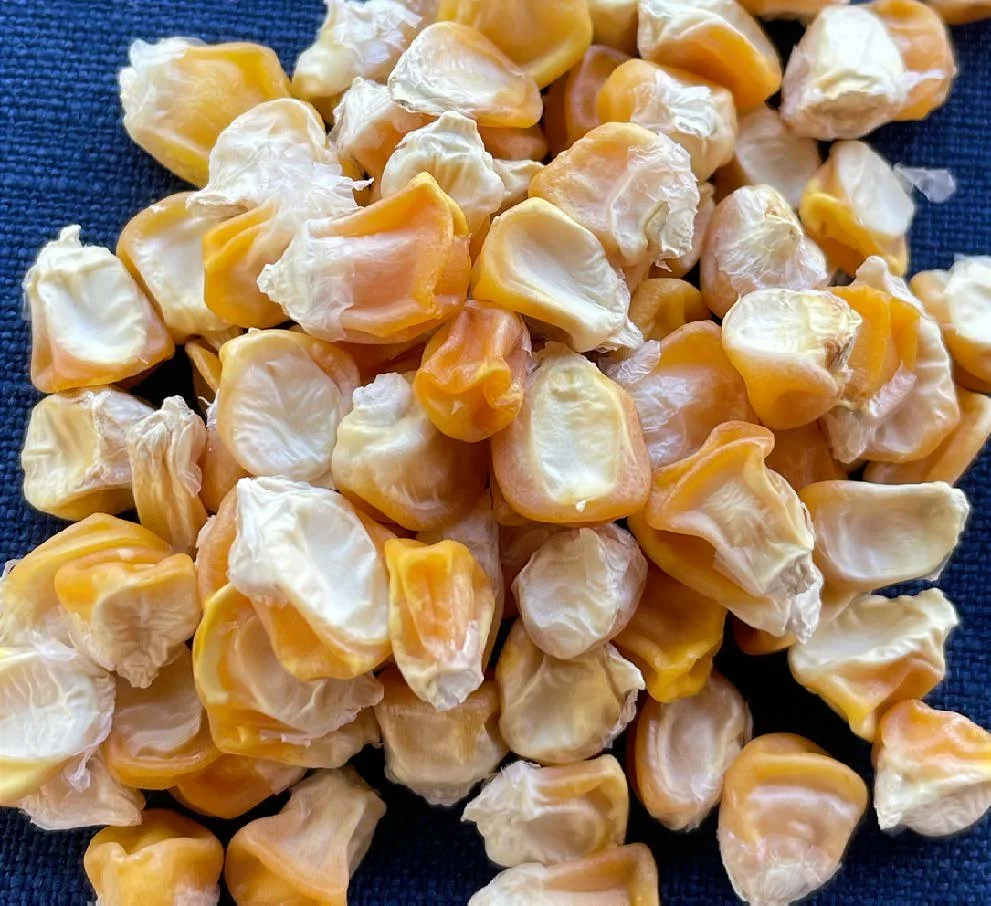 Sweet Corn (Esaan Yellow)