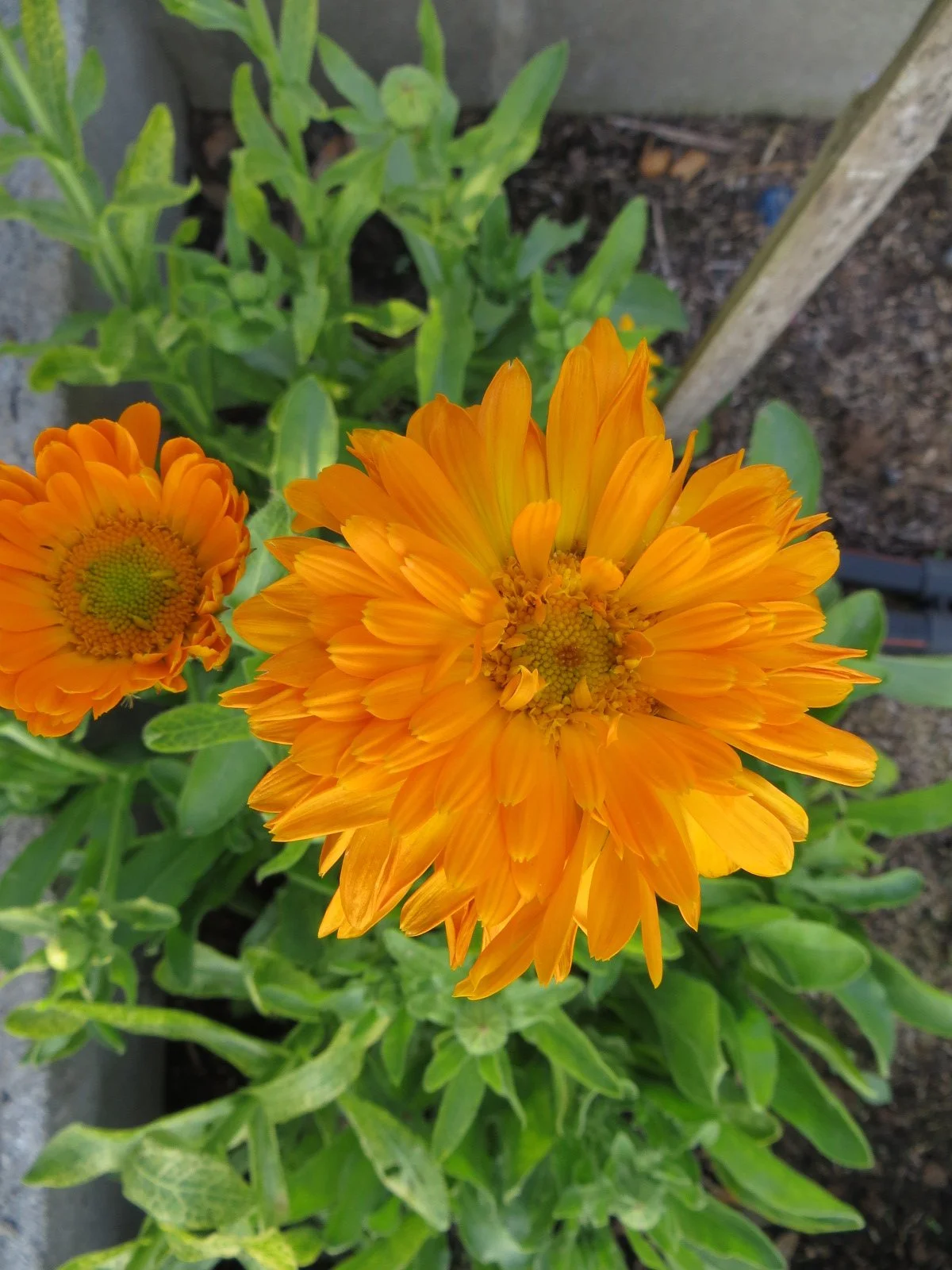 Calendula (Orange Zinger)