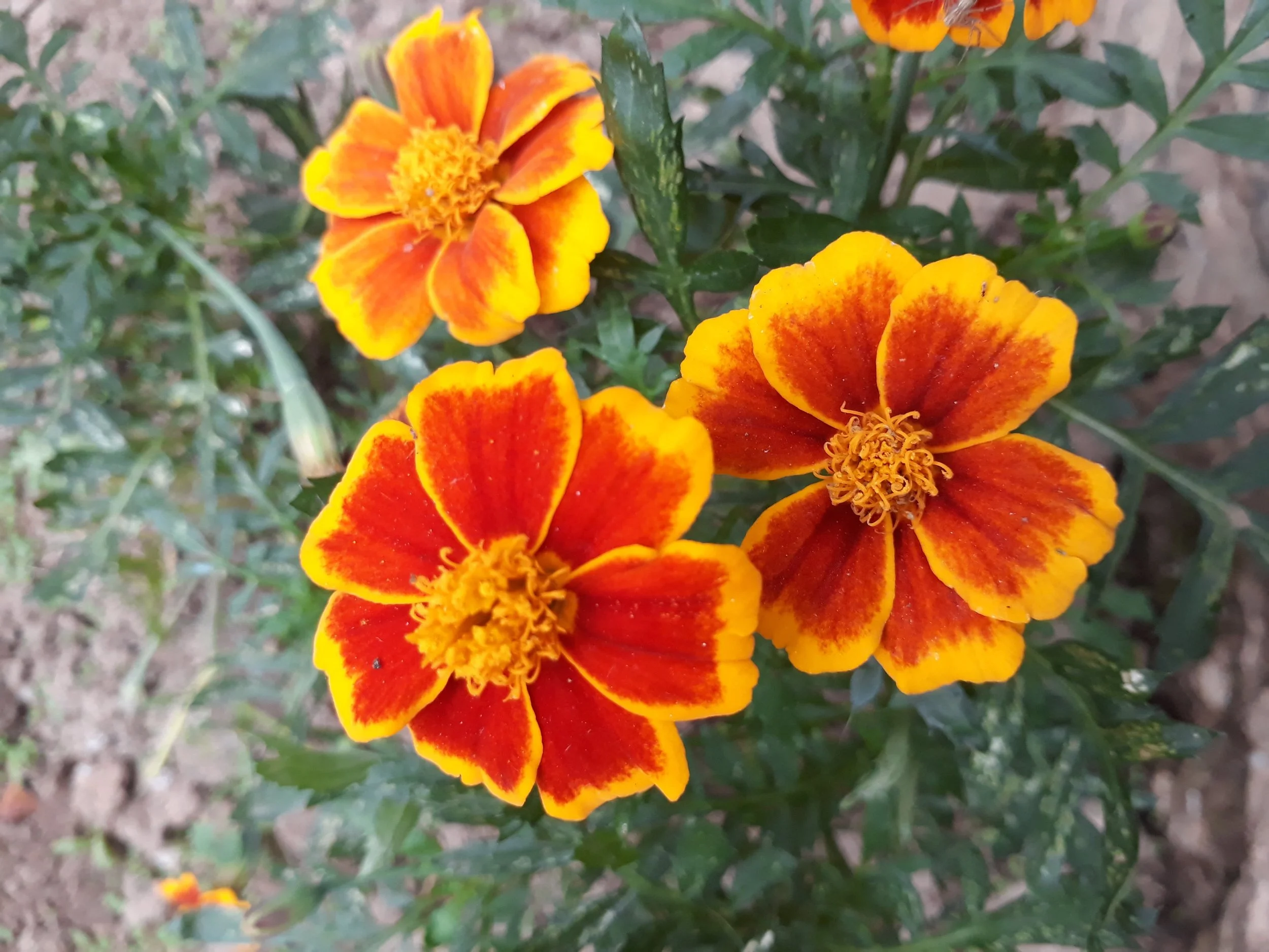 French Marigold (Red Marietta)
