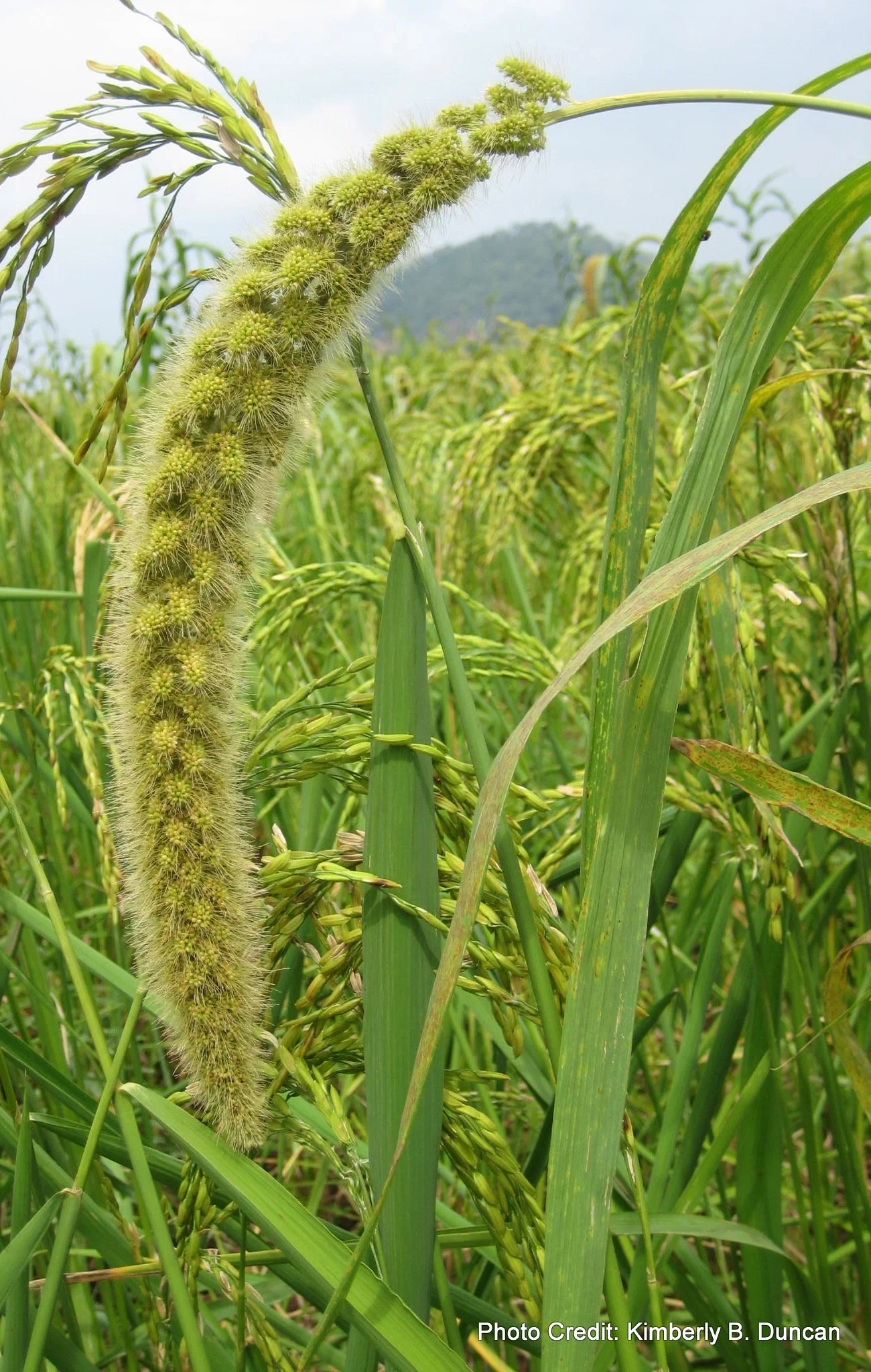 Foxtail Millet (Chiang Dao)