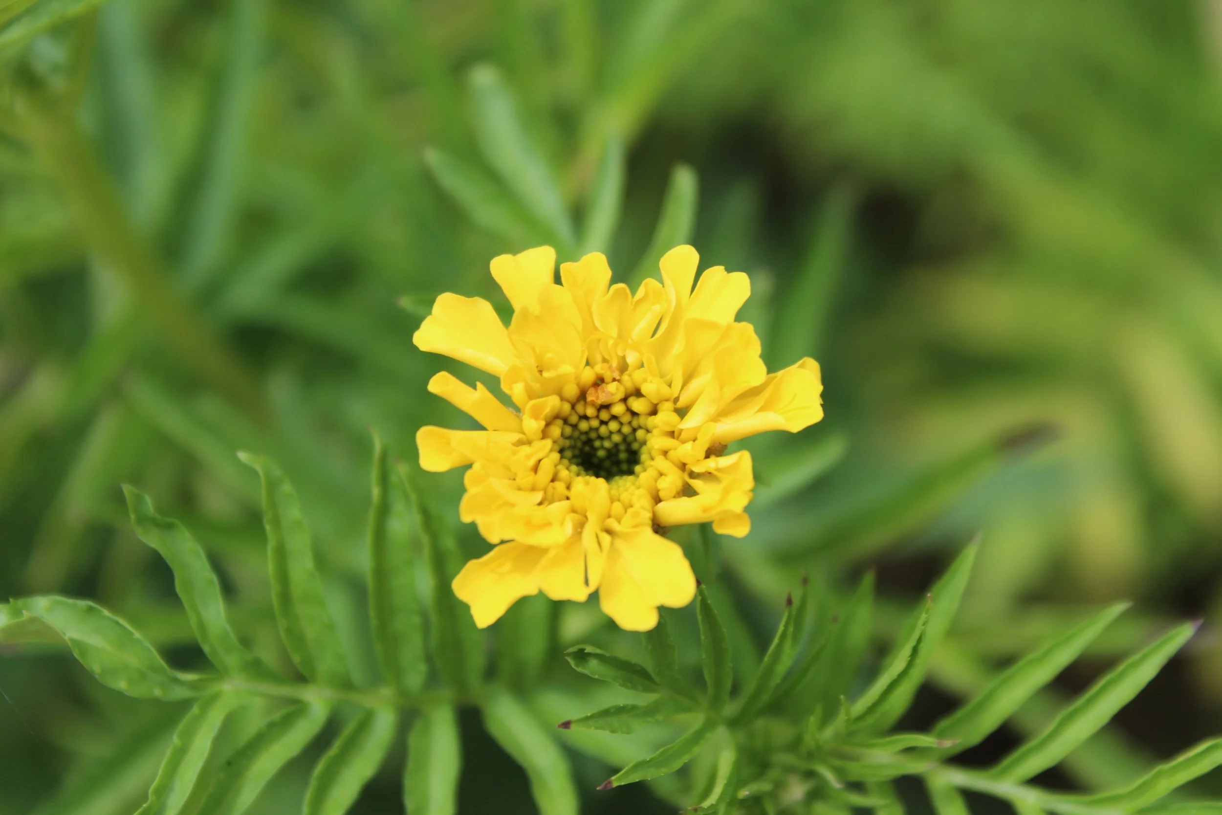 African Marigold (Africa Heirloom)