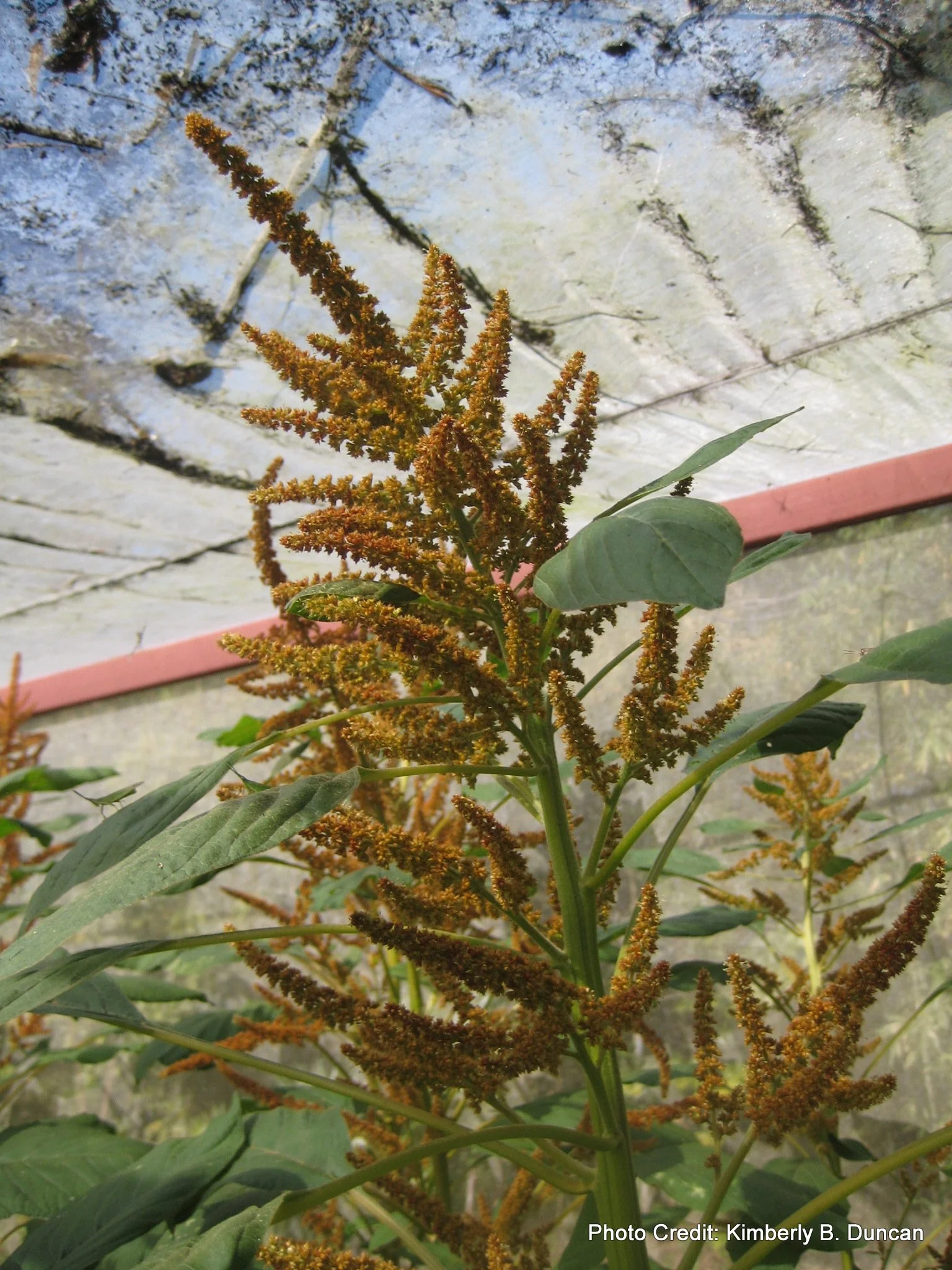 Grain Amaranth (PI 606767)