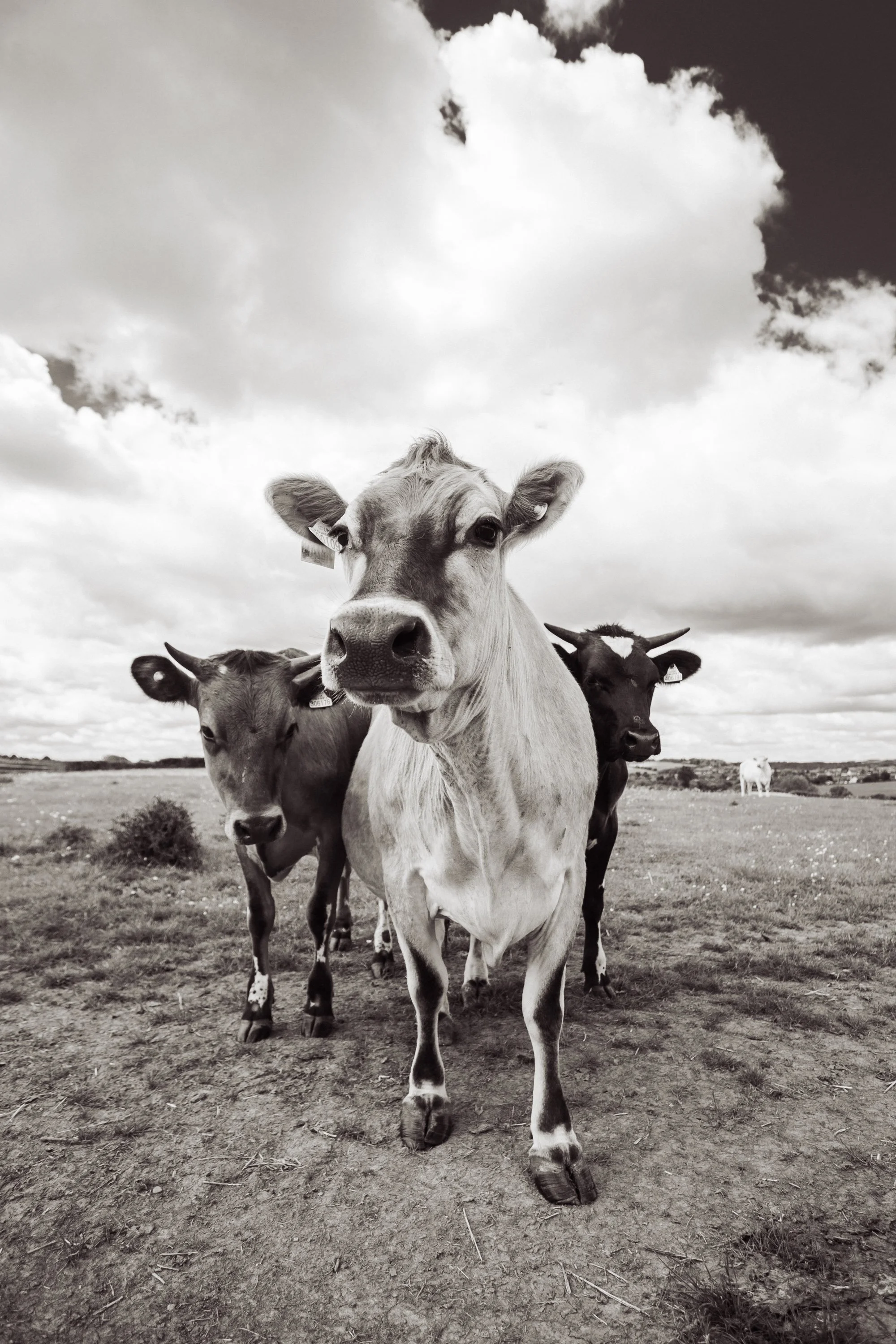 A group of cows standing on a grassy field under a cloudy sky. The cow in the front center appears to be the closest to the camera, with others visible behind it.