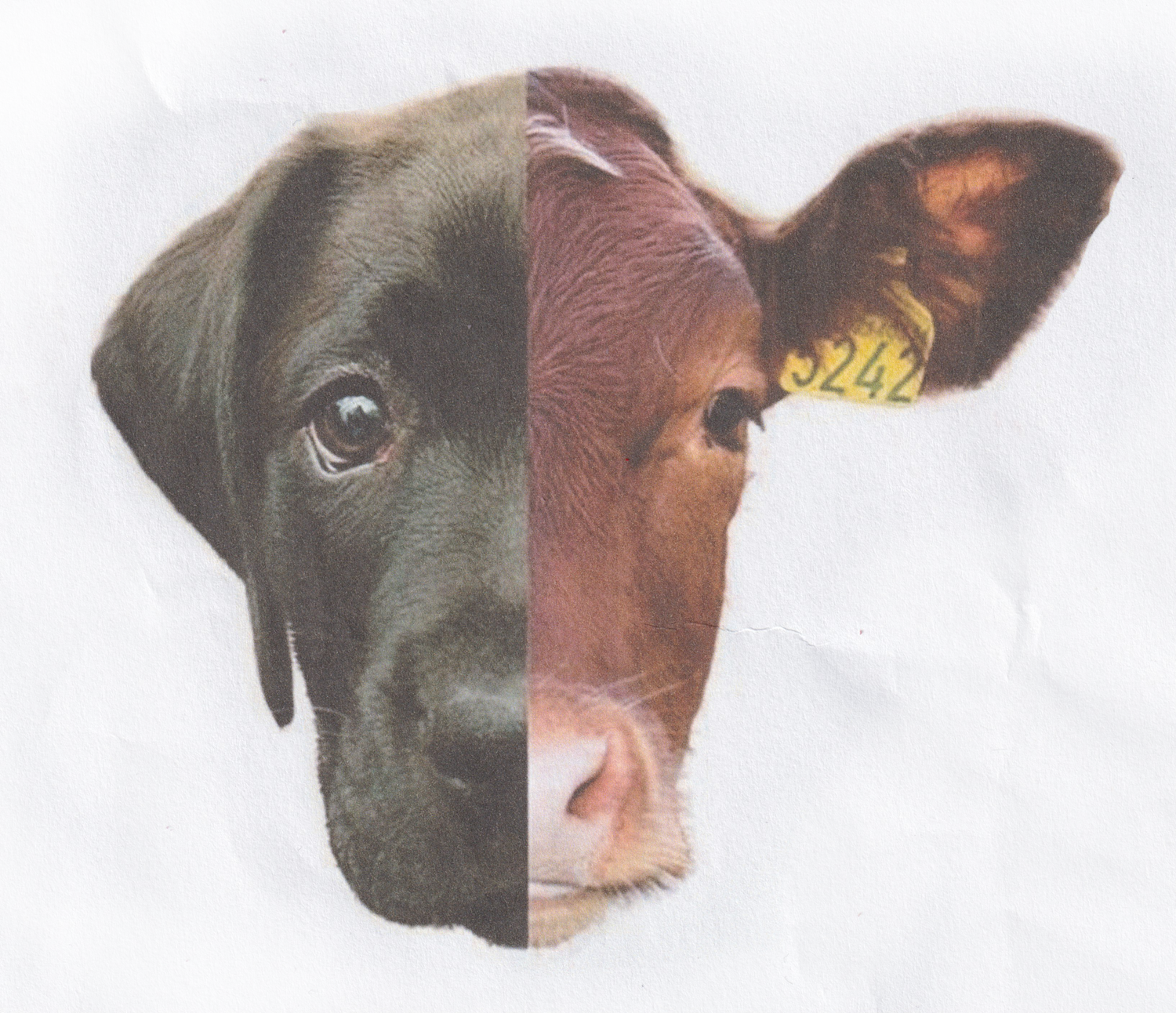 animal activism artwork