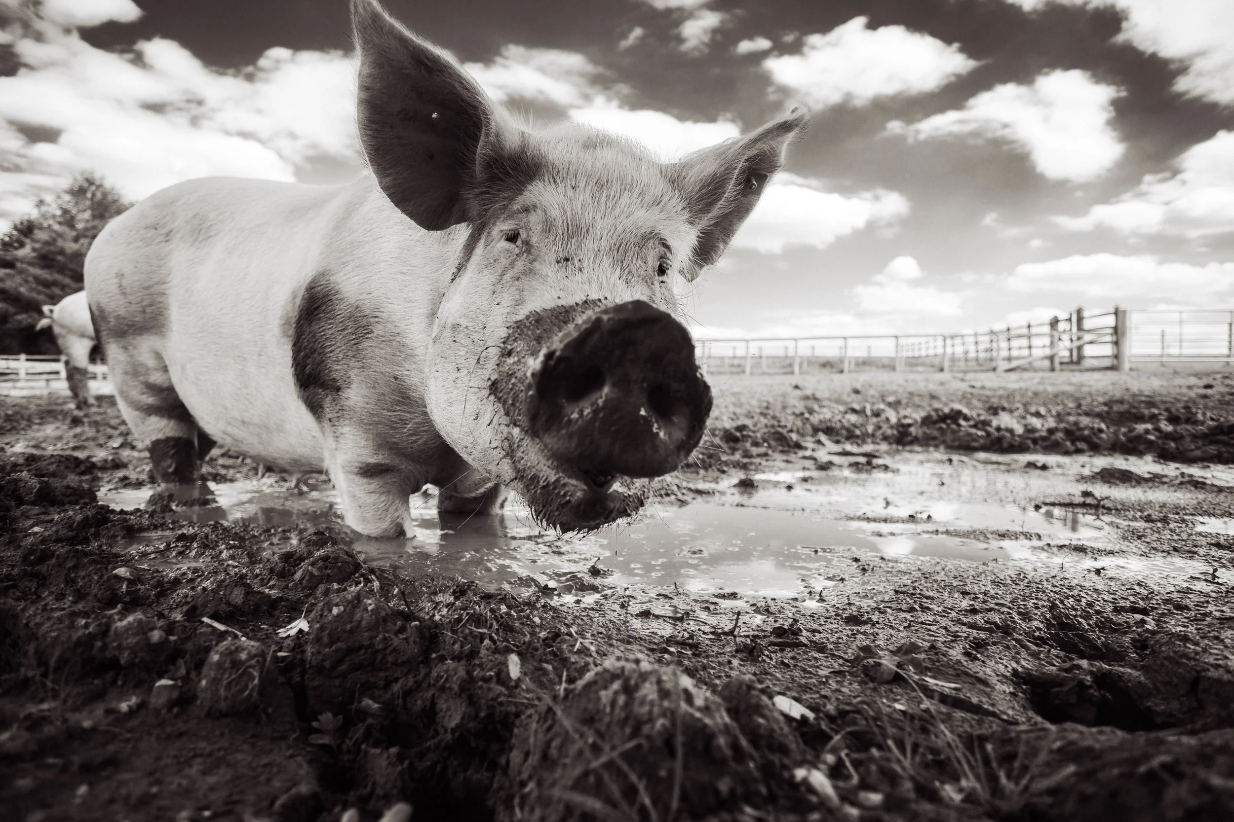 Pig at Surge Sanctuary