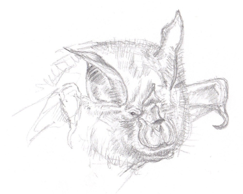 Grand Rhinolophe