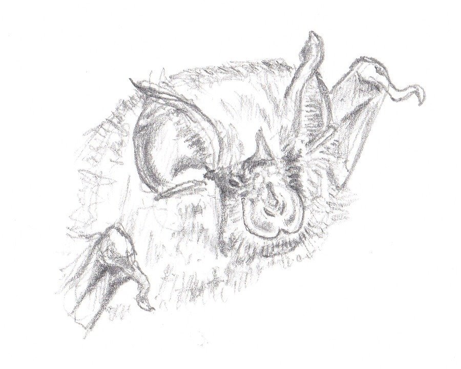 Petit Rhinolophe