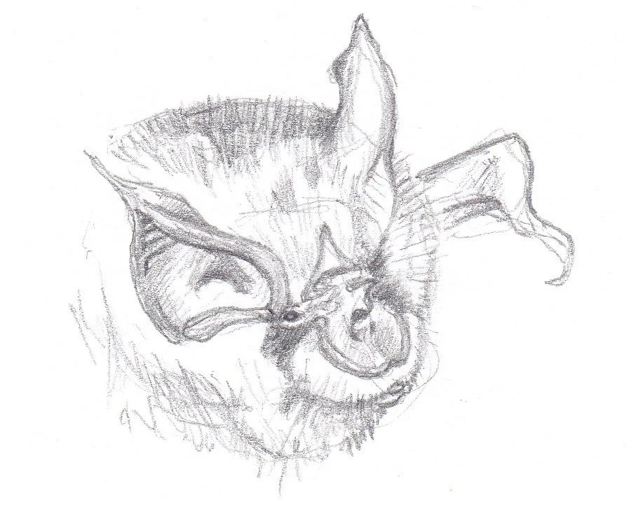 Rhinolophe euryale