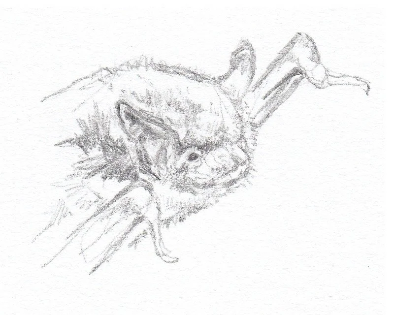 Murin de Daubenton
