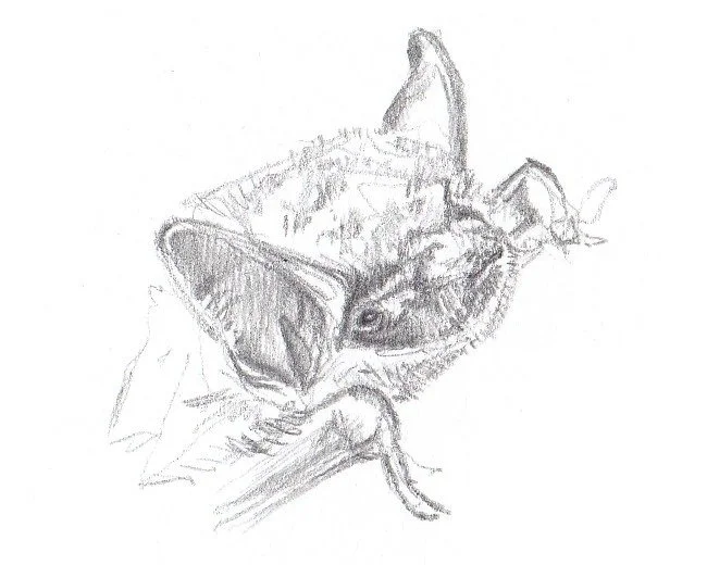 Murin à moustaches