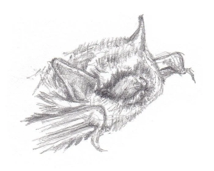 Murin d'Alcathoé