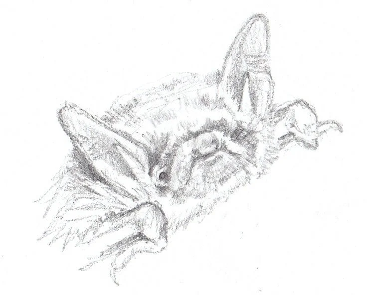 Murin de Natterer