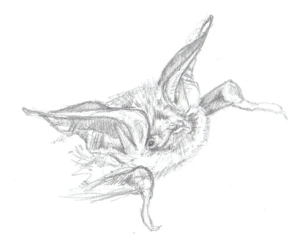 Murin de Bechstein