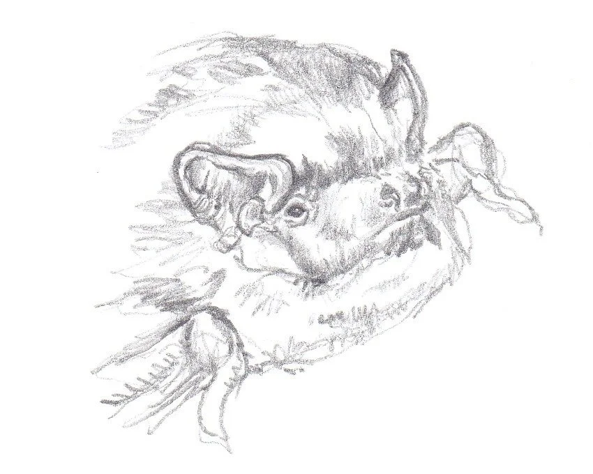 Noctule de Leisler