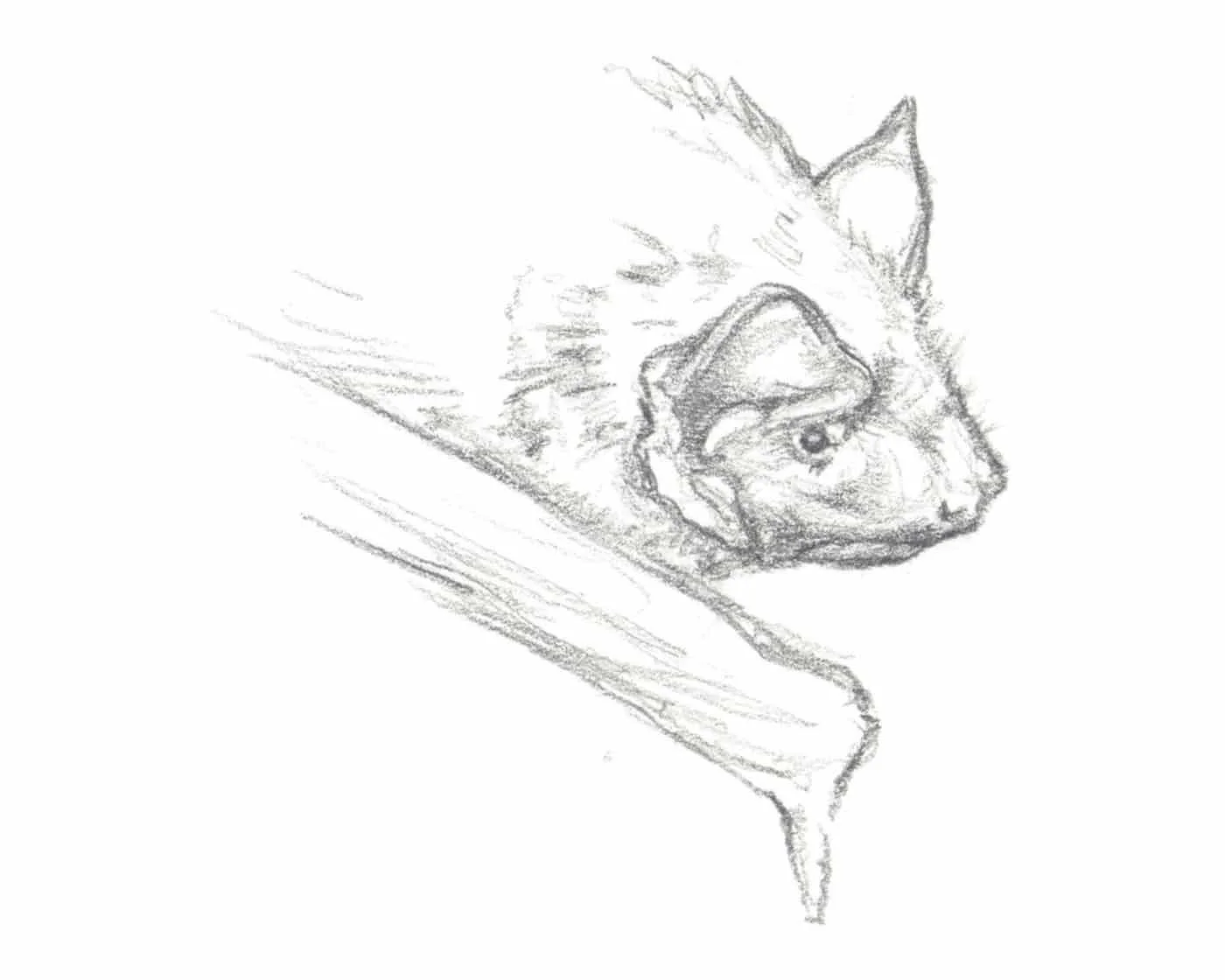 Noctule commune