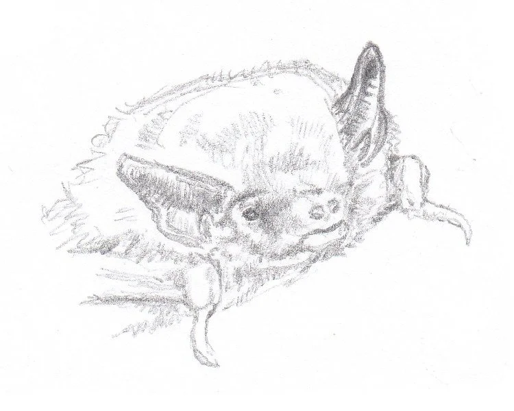 Pipistrelle commune