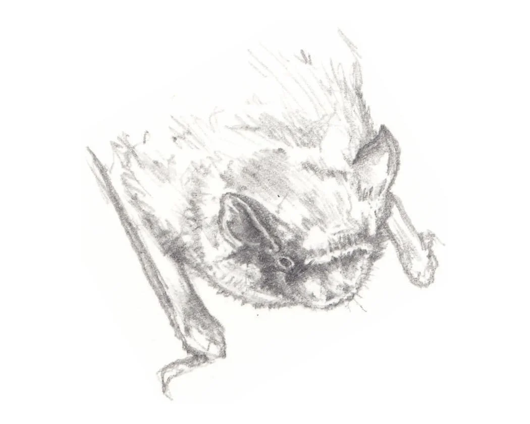 Pipistrelle pygmée