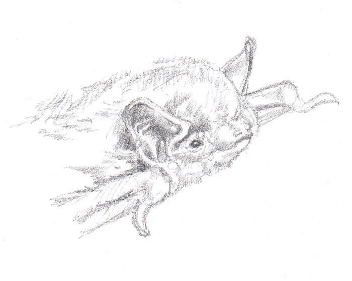 Pipistrelle de Nathusius
