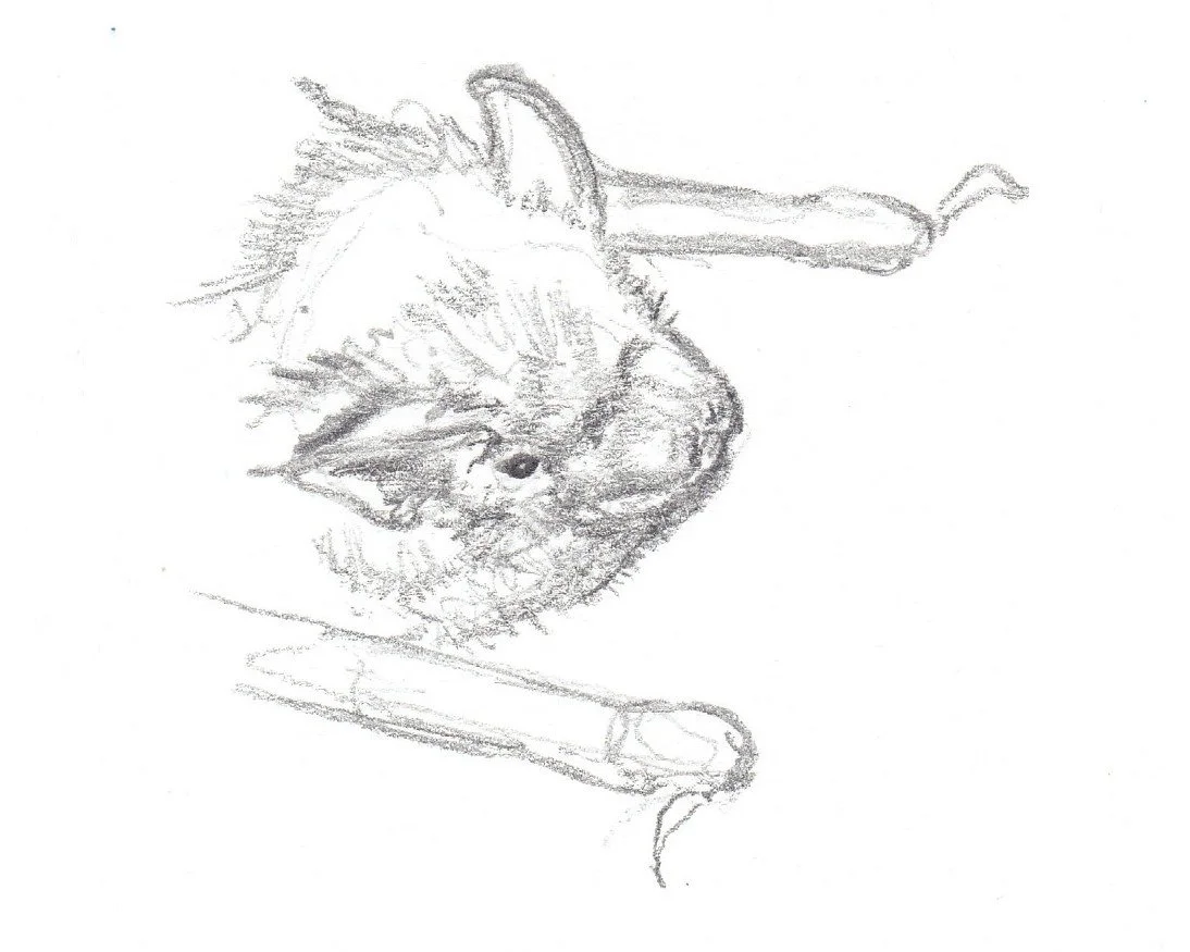 Pipistrelle de Kuhl