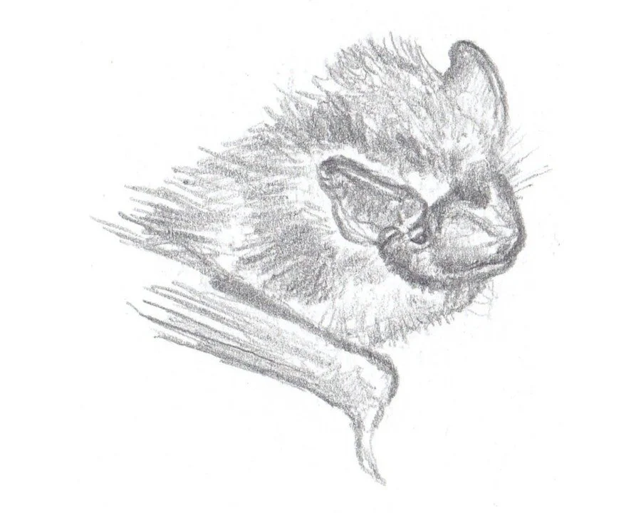 Sérotine de Nilsson