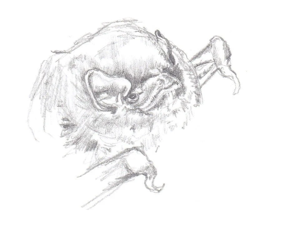 Minioptère de Schreibers