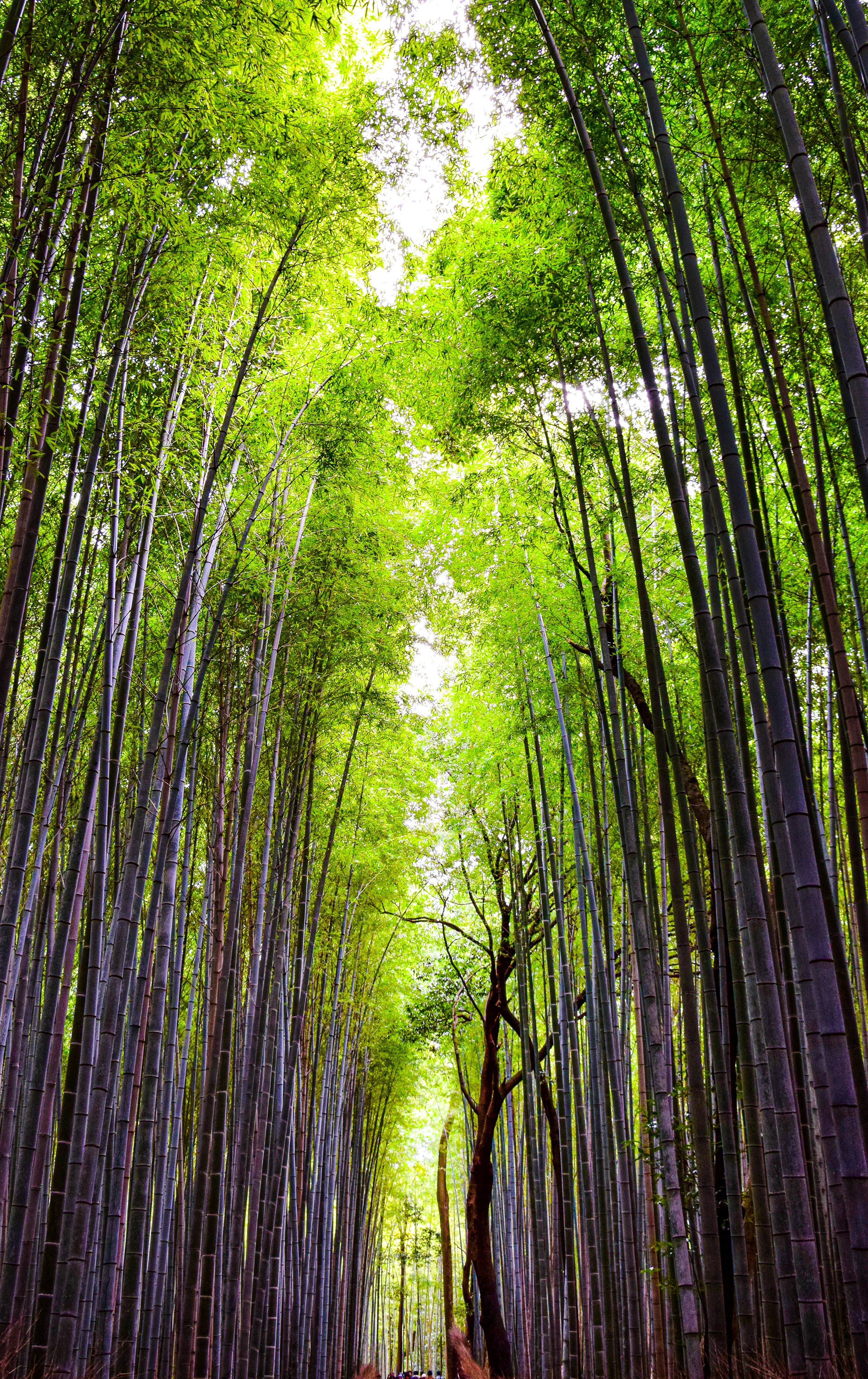 Tall green bamboo trees in a dense bamboo forest with sunlight filtering through the leaves.