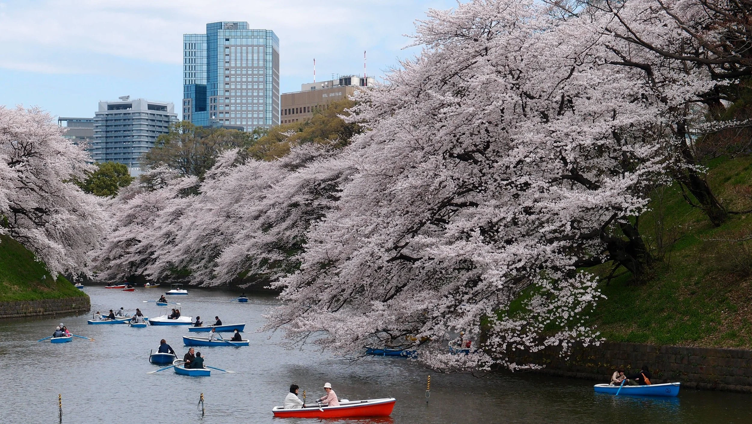 Cherry Blossoms  Ueno park Tokyo