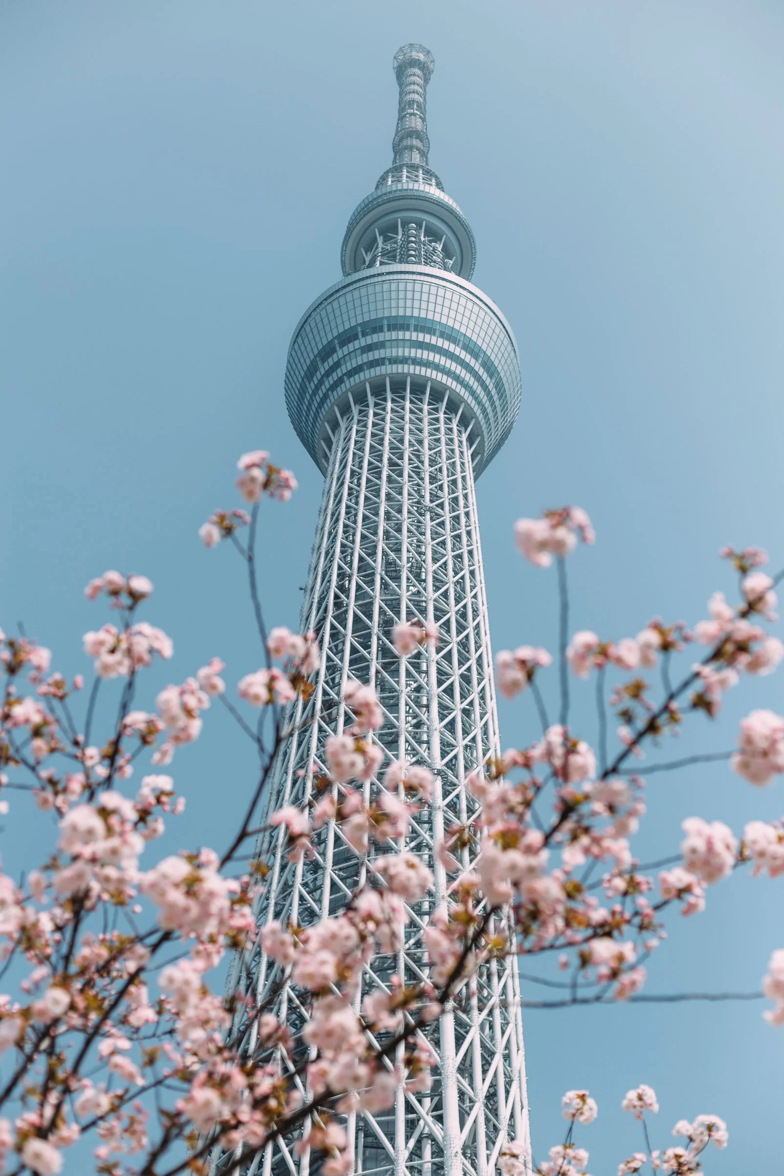 Best Places to View Cherry Blossoms
