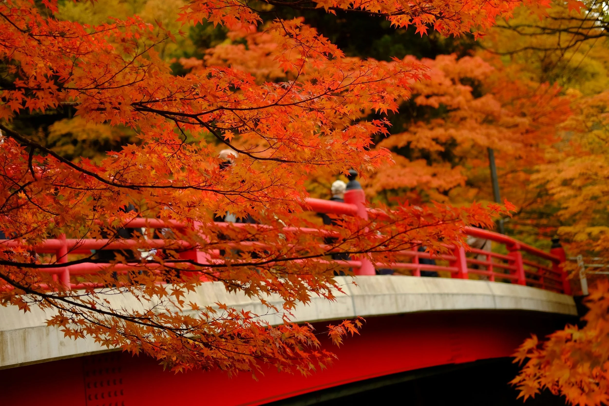 Fall in Love with Japan's Favourite Time of Year