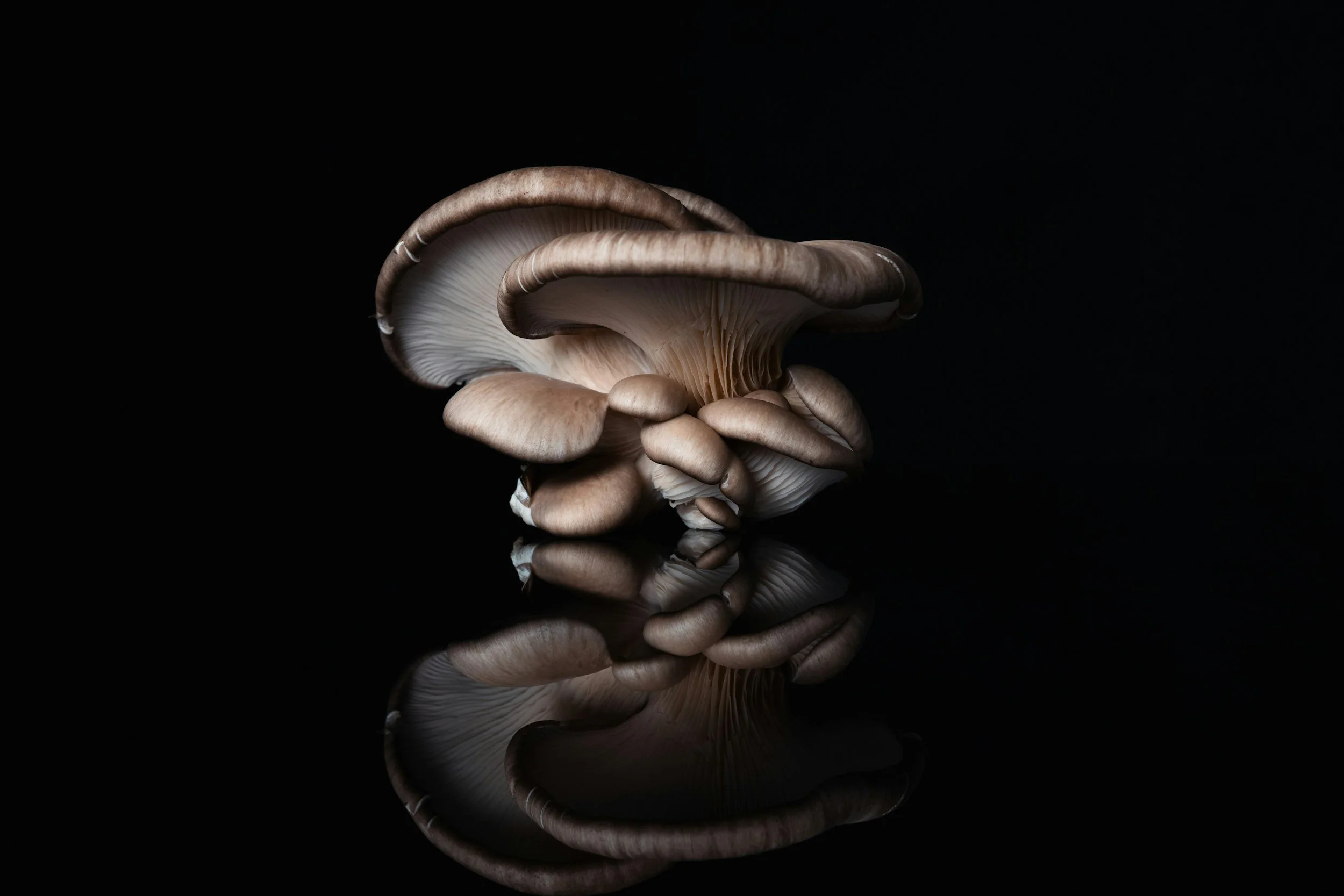 Mushroom Project