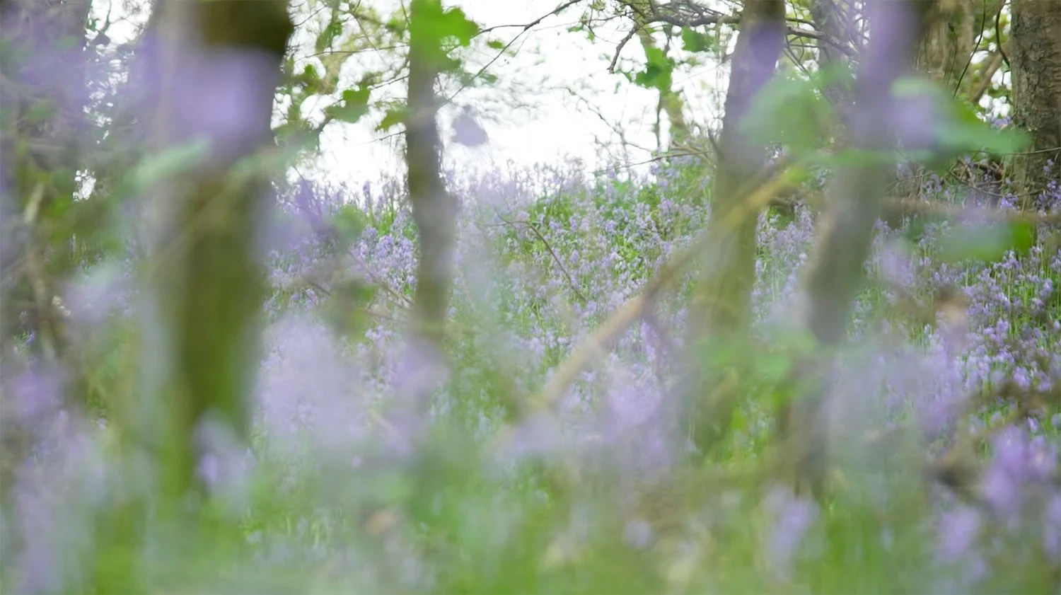 Bluebells-Still-1500pxl.jpg