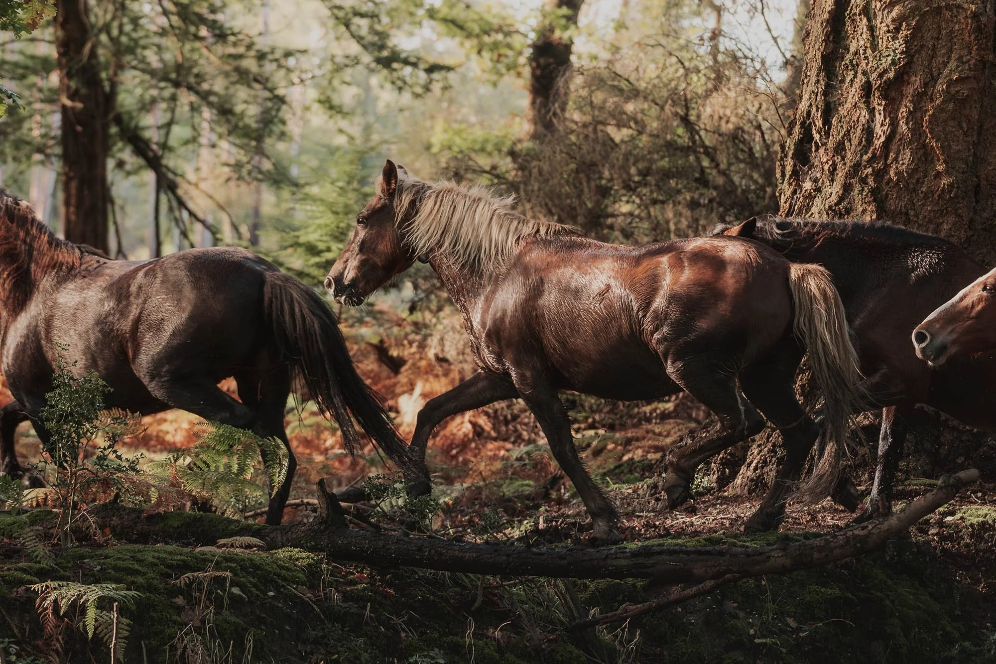 Group of horses running through the New Forest with tall trees and green foliage.