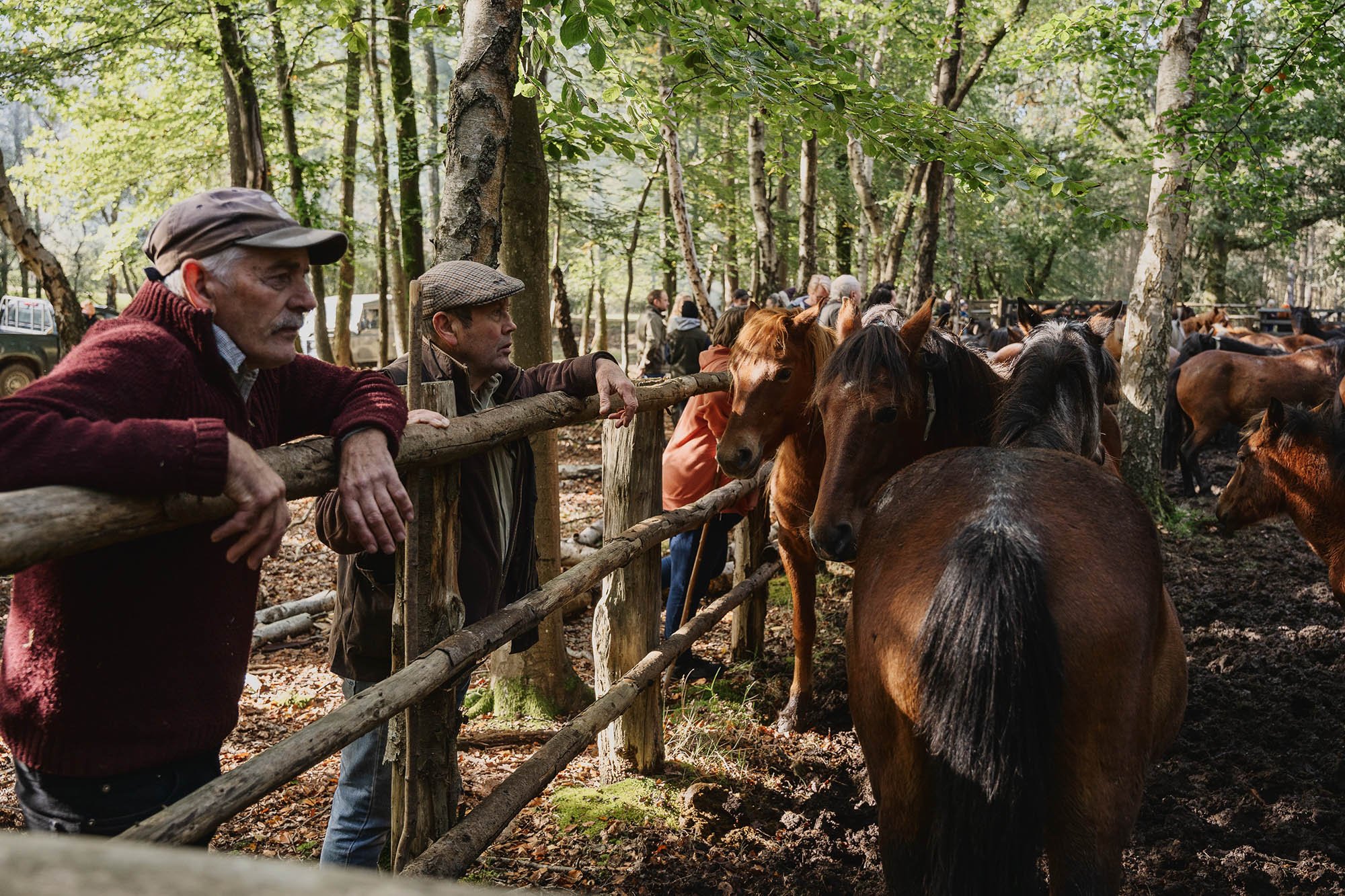People watching a horses in a wooded area with lush green trees, a rustic wooden fence.