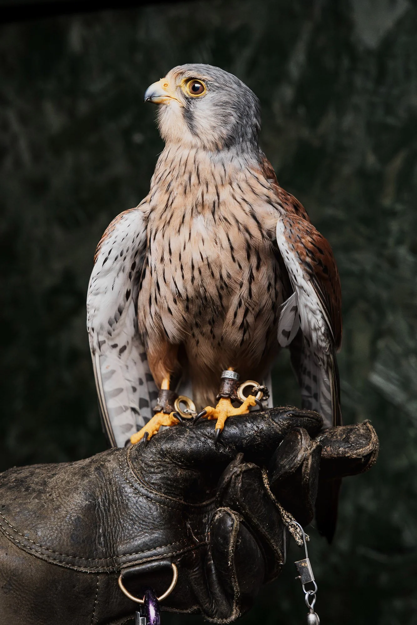 TheFalconers_web.jpg