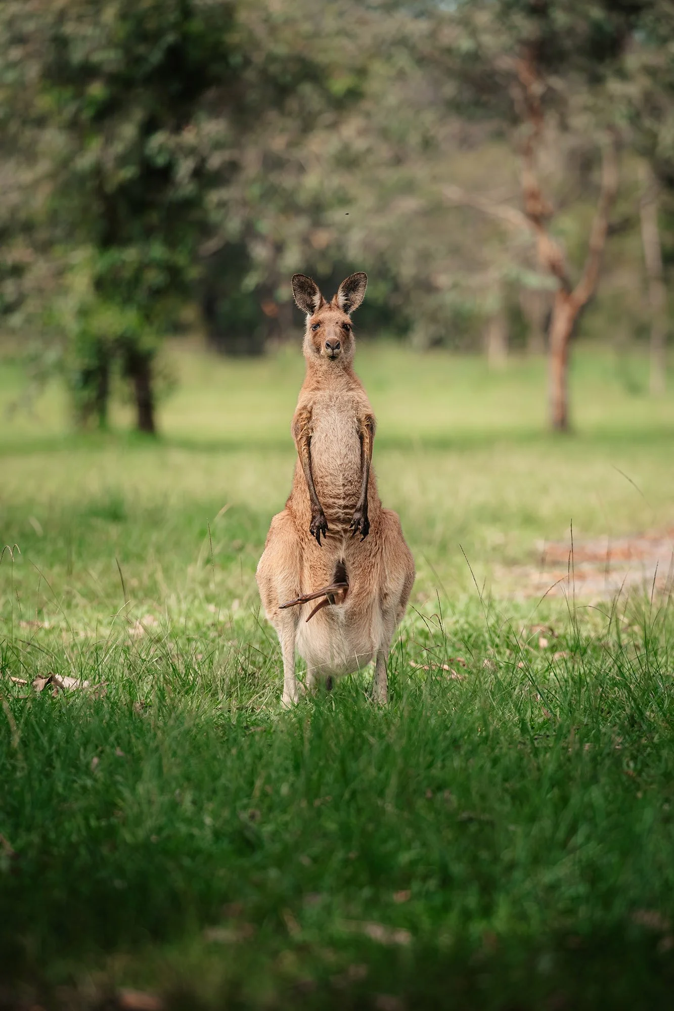 Australia-4.jpg
