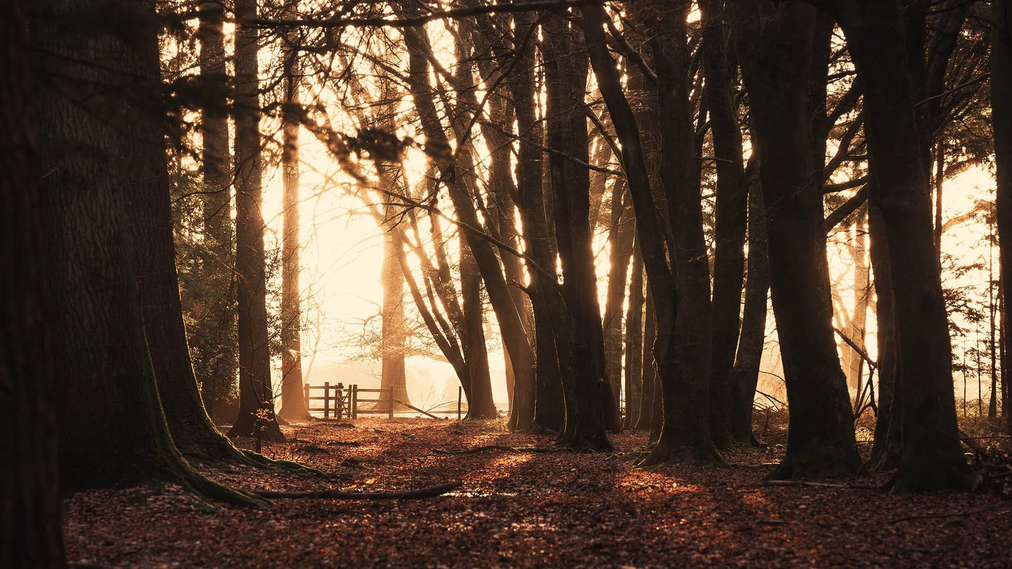 Sunlight filters through tall trees in a forest, casting warm glow and long shadows, with a small wooden fence in the background.