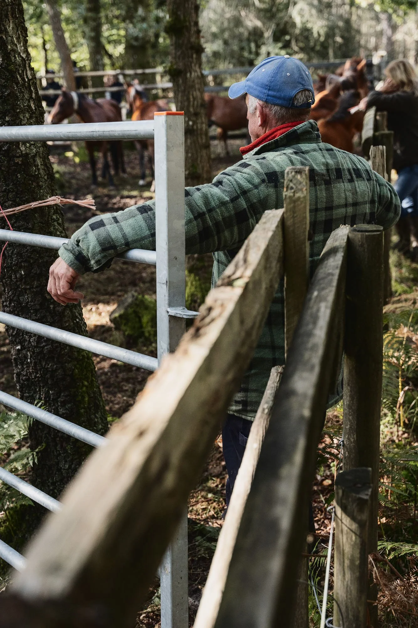 A person wearing a green plaid jacket and a blue cap leaning on a fence made of wood and metal, looking at a group of horses in a wooded area.