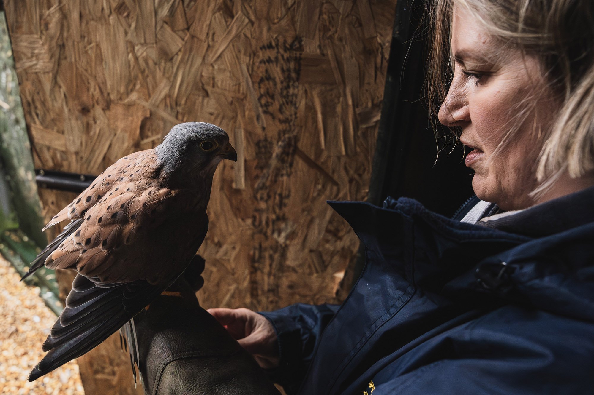 TheFalconers_web-5.jpg