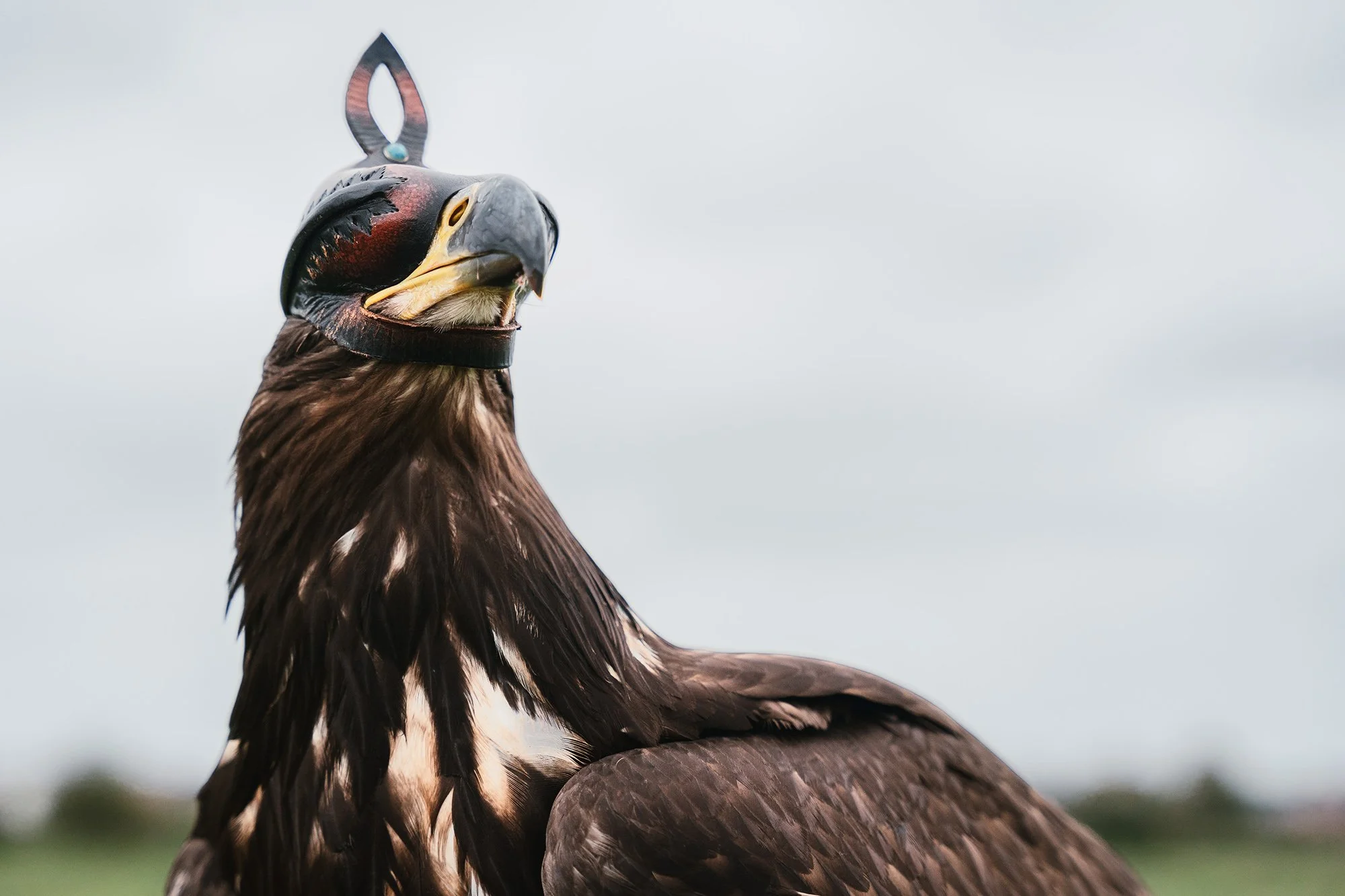 TheFalconers_web-12.jpg