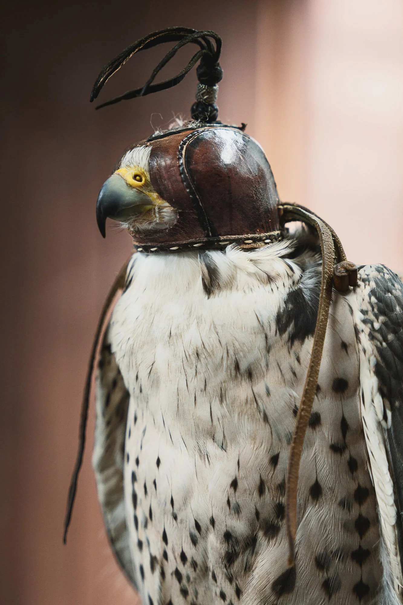 TheFalconers_web-3.jpg