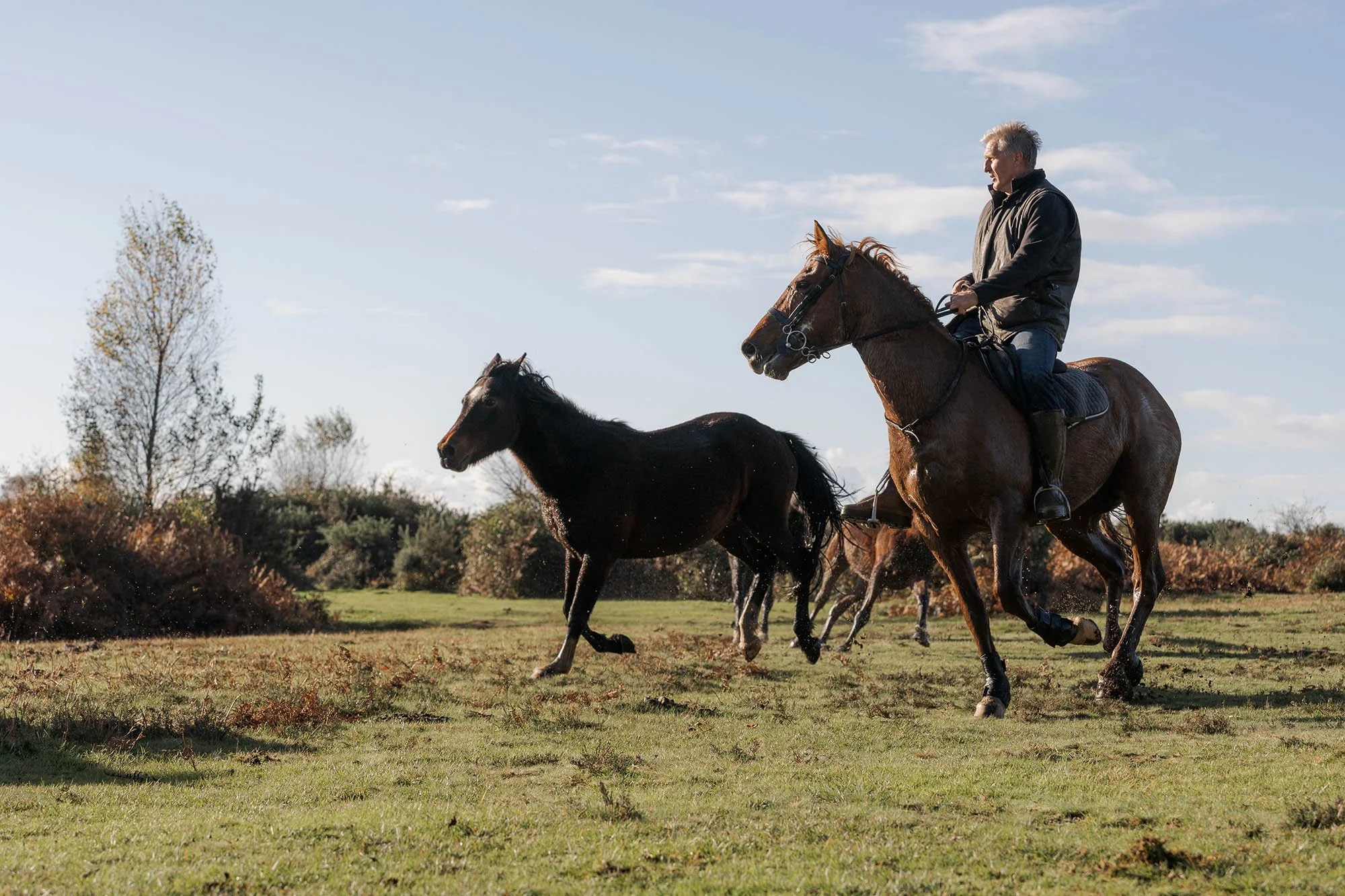 A man riding a horse in a field with trees and shrubs, during a sunny day with a clear blue sky. He is wrangling a New Forest pony during the New Forest Drift in Autumn